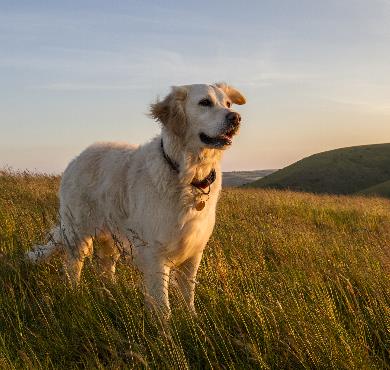 7 activités de plein air à pratiquer avec son chien photo