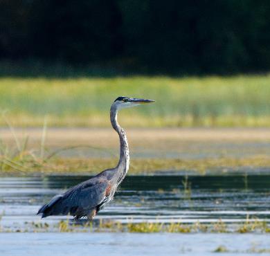 Les animaux les plus faciles à observer au Québec photo