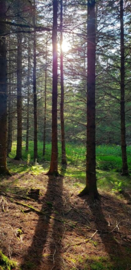 Sentier des trotteurs en forêt